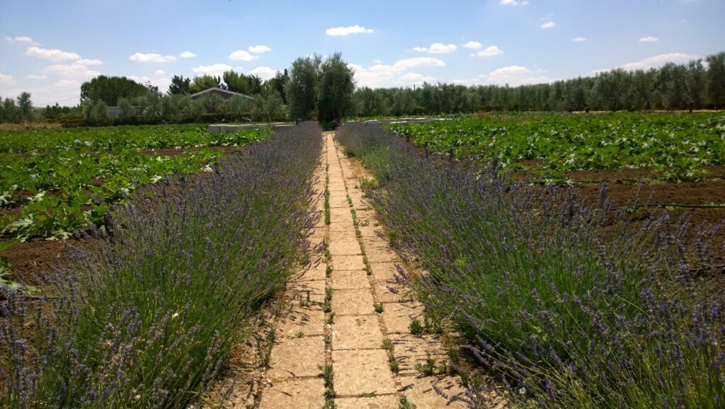 garden - experiencepuglia