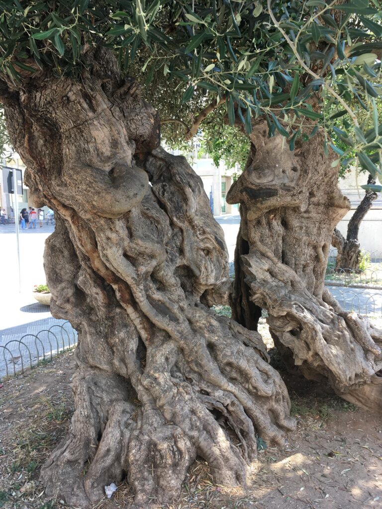 trees - experiencepuglia