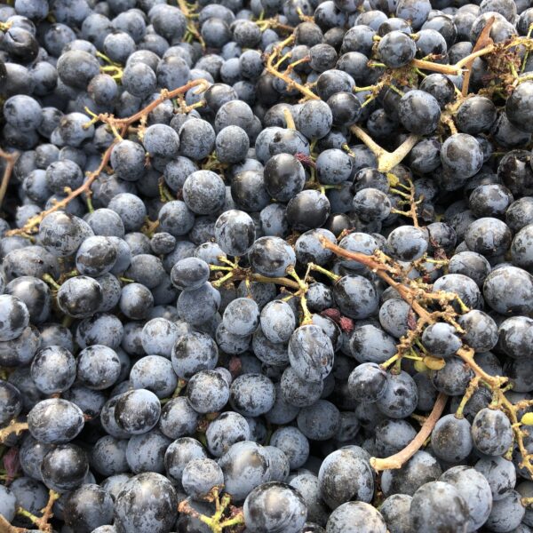 Origins of the most appreciated wines of Puglia