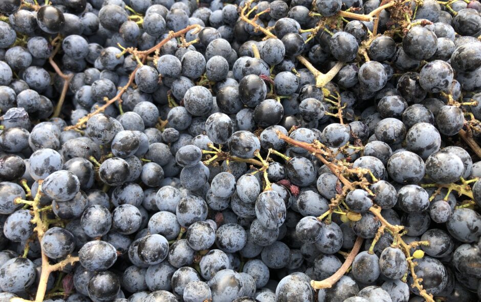 Origins of the most appreciated wines of Puglia